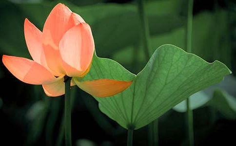 美丽的荷花作文【集锦5篇】