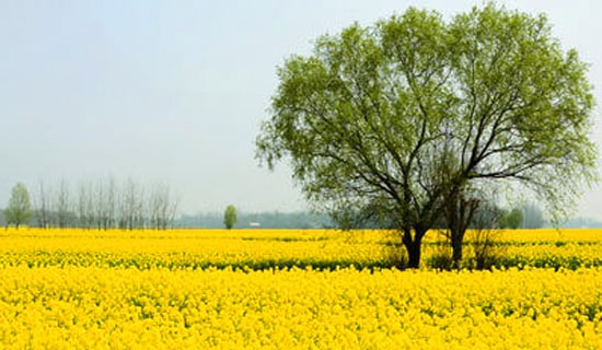 愉快的春游的作文600字五篇