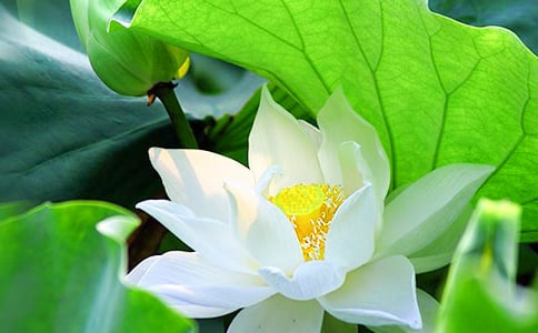 美丽荷花作文300字优选（4篇）