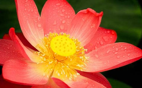 【集合】美丽荷花作文300字