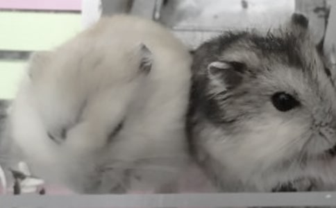 关于仓鼠观察日记范文集锦八篇