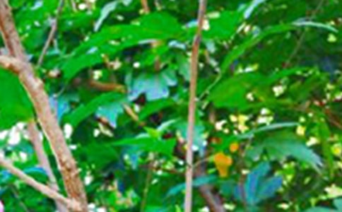 【精华】适合早上发的早安问候语语录28条