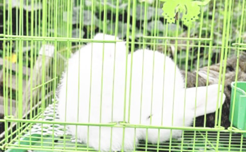 【实用】写兔子的作文4篇