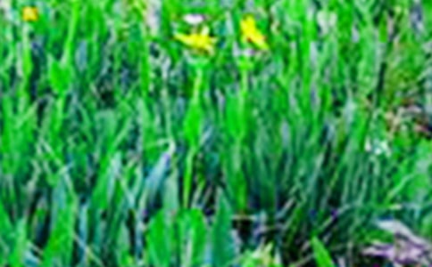 【实用】田野作文6篇