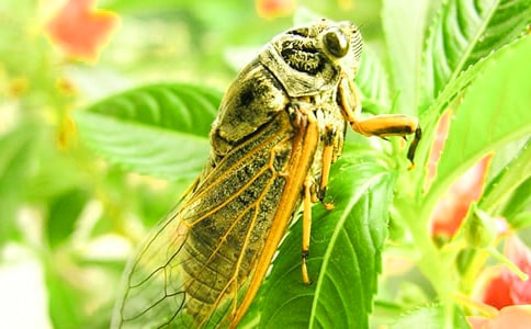 知了作文400字（合集）