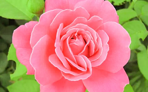 月季花观察日记精选15篇