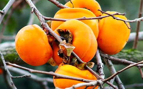 柿子的观察日记