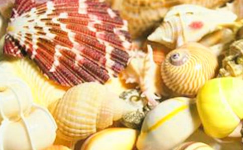 【精品】实用的贝壳作文8篇