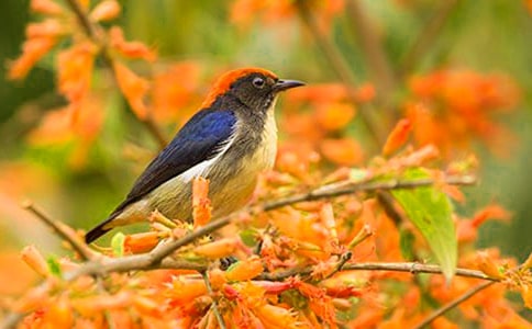 [经典]小鸟的作文3篇