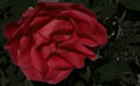 【优】写玫瑰的作文7篇