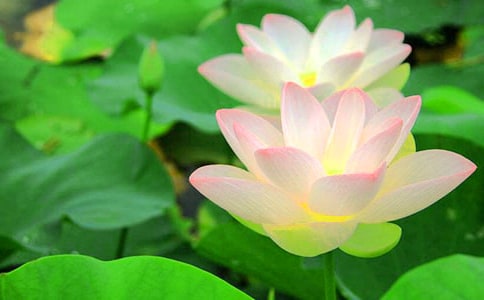 家乡的荷花作文300字【热门】