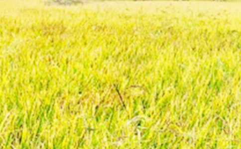 美丽的田野作文4篇[实用]