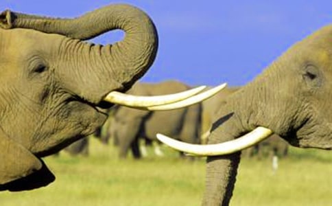 实用的大象童话作文300字(常用3篇)