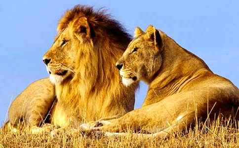 精选狮子作文600字4篇