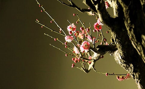 喜欢梅花的作文锦集【5篇】