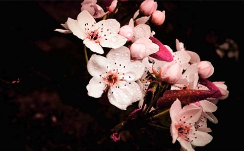 精选梨花作文600字八篇