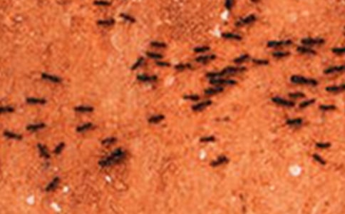 （热门）小蚂蚁的作文