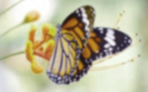 (通用)实用的蝴蝶的作文7篇