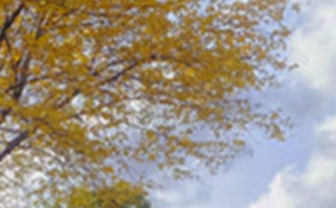 【精选】三年级景色的作文锦集9篇