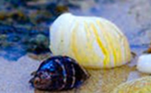 贝壳作文（必备10篇）