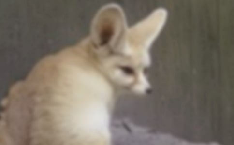 [合集]狐狸的故事作文6篇