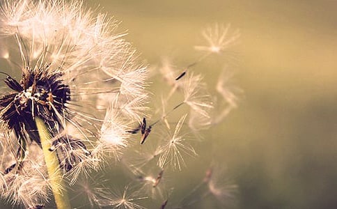 蒲公英作文8篇(精选)