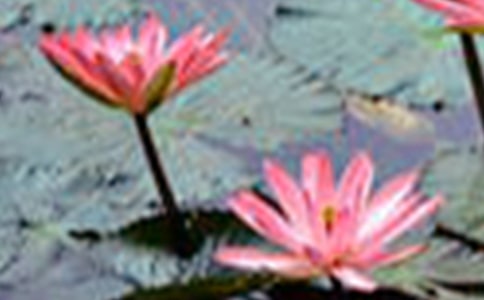 （精选）实用的荷花的作文6篇