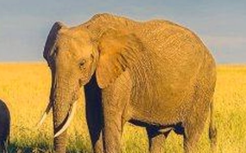 大象版小学科学五年级下册教案