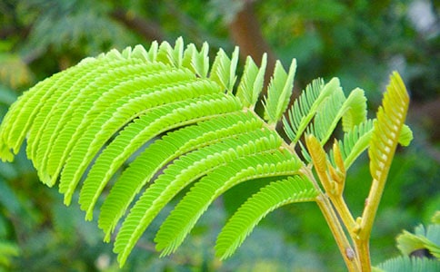 含羞草观察日记(集合15篇)