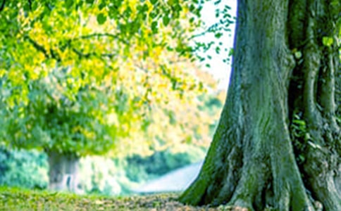 大树的旅行作文