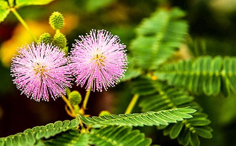 含羞草观察日记(通用15篇)