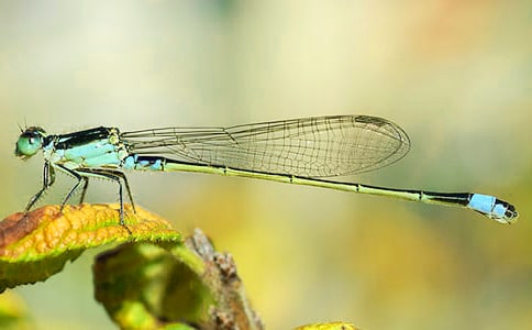 蜻蜓点水作文汇编【7篇】