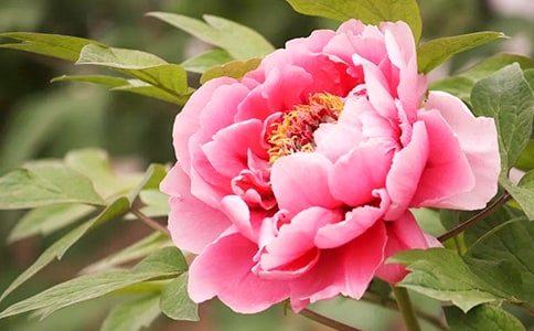 【精华】三年级牡丹作文合集7篇