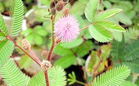 含羞草观察日记通用15篇