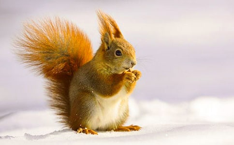 [热门]小松鼠童话作文