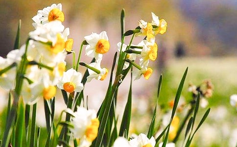 【精华】水仙花观察日记模板汇编八篇