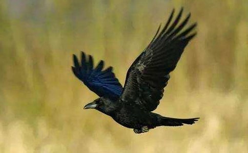 精选《乌鸦喝水》教案4篇