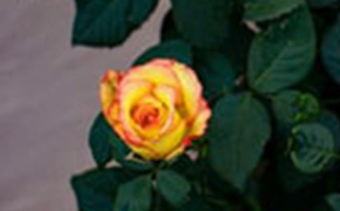 （热门）写玫瑰的作文8篇