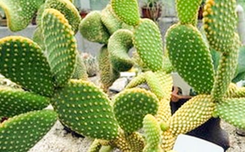 仙人掌观察日记范文集锦五篇