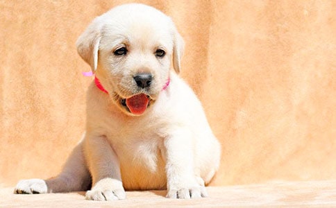 实用的观察小狗作文9篇