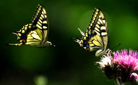 蝴蝶的作文5篇（集合）