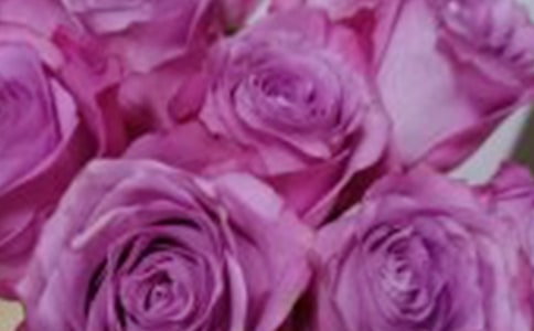 (荐)玫瑰的作文5篇