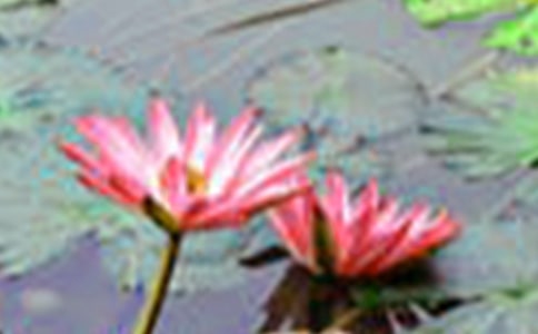 美丽的荷花作文[汇总5篇]