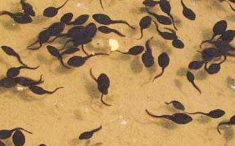 捉蝌蚪趣事作文