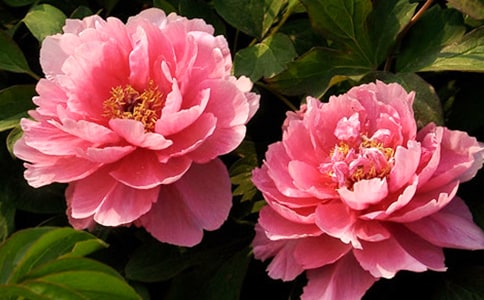 牡丹的作文400字