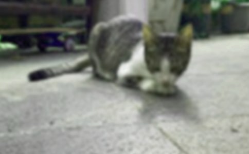 可爱小猫咪作文汇总7篇