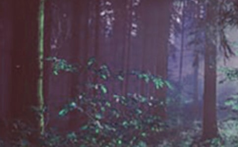 中班科学活动教案《森林大染坊》