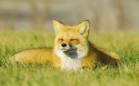 狐狸与乌鸦作文4篇[热]