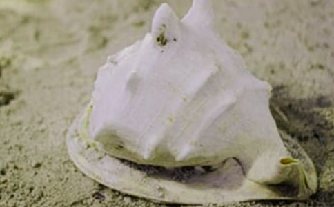 实用的捡贝壳作文通用8篇