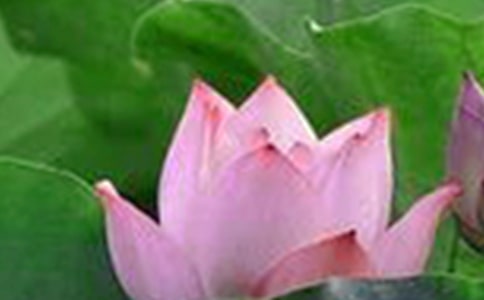 我的荷花作文300字（共3篇）